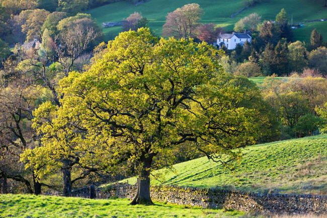 An Oak tree in Spring, Ambleside, Cumbria, UK. 
