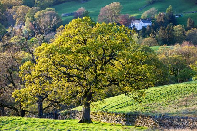 An Oak tree in Spring, Ambleside, Cumbria, UK.