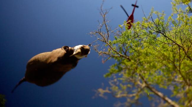 A tranquillised black rhino bing airlifted