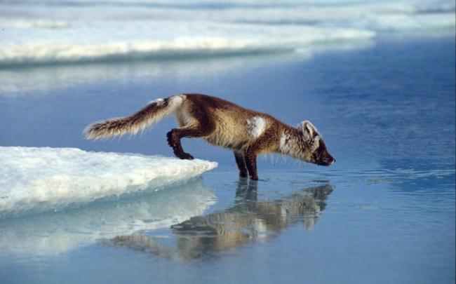 Arctic fox