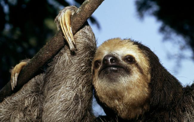 Bradypus tridactylus Pale-throated three-toed sloth