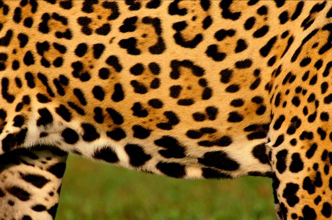 Jaguar's coat