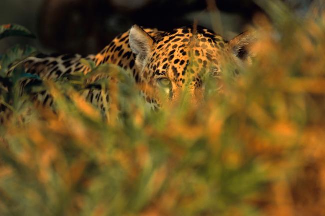 Jaguar stalking prey in long grass