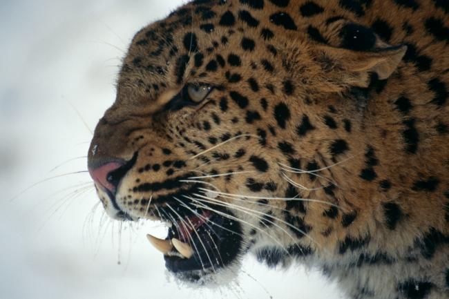 Amur leopard snarling in snow