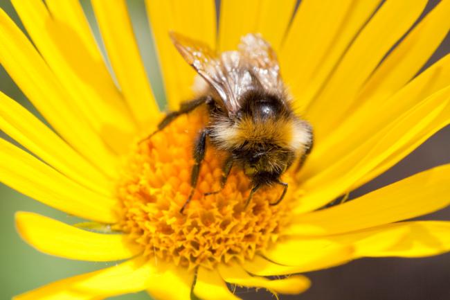 Bumblebee feeding on garden plants. 