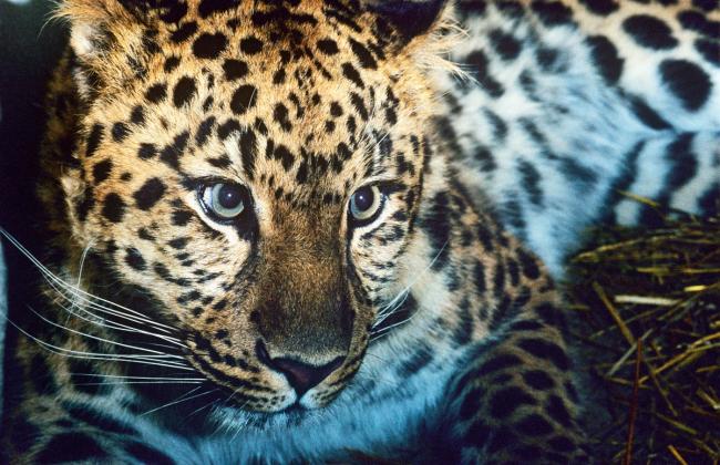 Amur leopard (Panthera pardus orientalis)