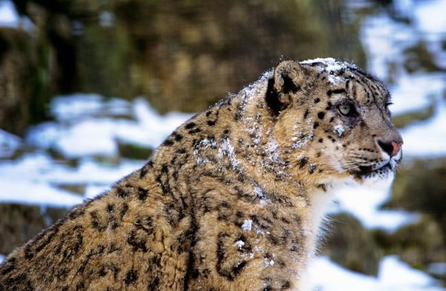 Snow leopard (Panthera uncia)