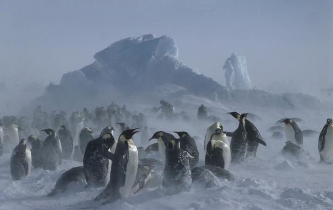 Aptenodytes forsteri Emperor penguin Adults & chicks in snow storm Dawson-Lambton Glacier, Antarctica