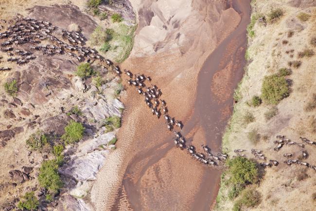 Aerial view of the Blue Wildebeest (Connochaetes taurinus) migration. Up to 1.5 million wildebeest move through the Mara/Serengeti ecosystem each year. This is one of the worlds last great animal migrations. Masai Mara National Reserve. Kenya