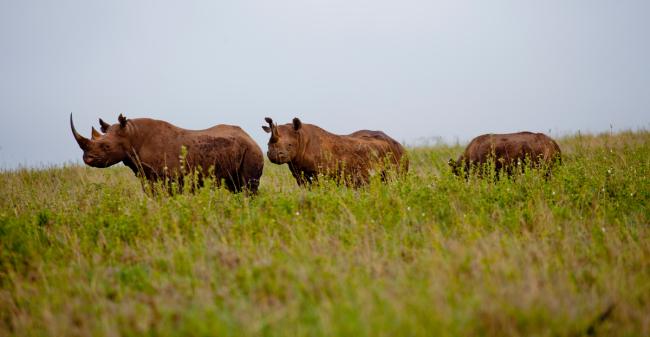 Black rhinos ( Diceros bicornis ) in Nairobi National Park, Kenya