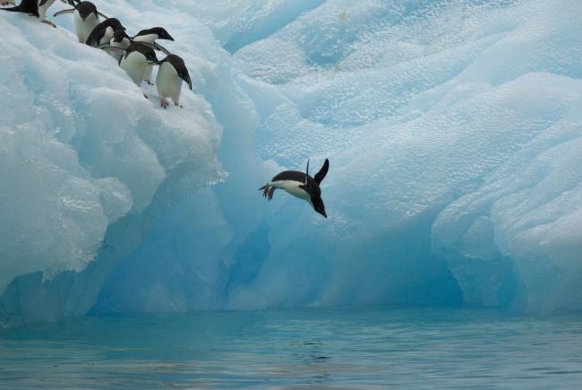 Adelie penguins (Pygoscelis adeliae) diving off iceberg, Antarctica, January