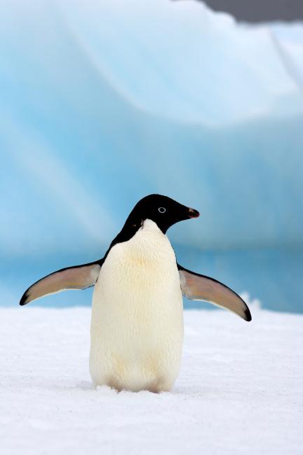 Wildlife Guide: Adélie Penguin Facts