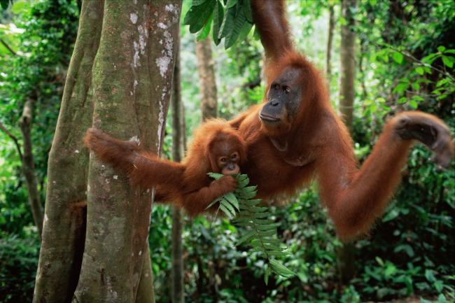 Sumatran Orang utan mother and baby sitting in tree