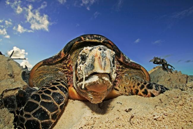 Hawksbill turtle 