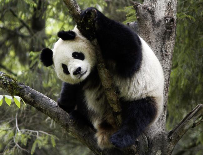 Giant panda in tree, Wolong Nature Reserve, China.