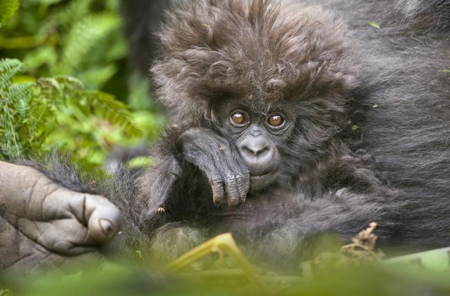 Mountain Gorilla Mother and baby 