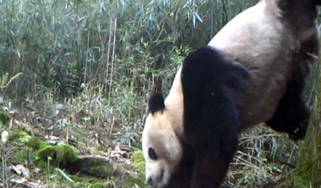 Wild Giant Panda scenting a tree