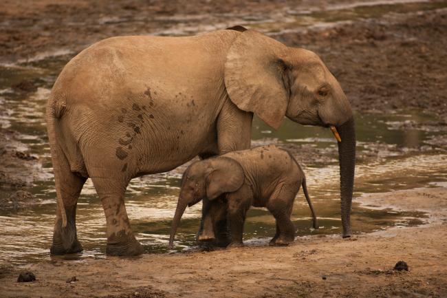 speech on endangered animals