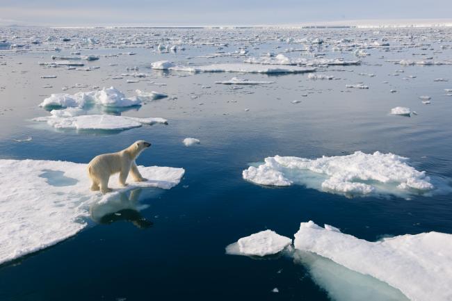 Polar bear on ice