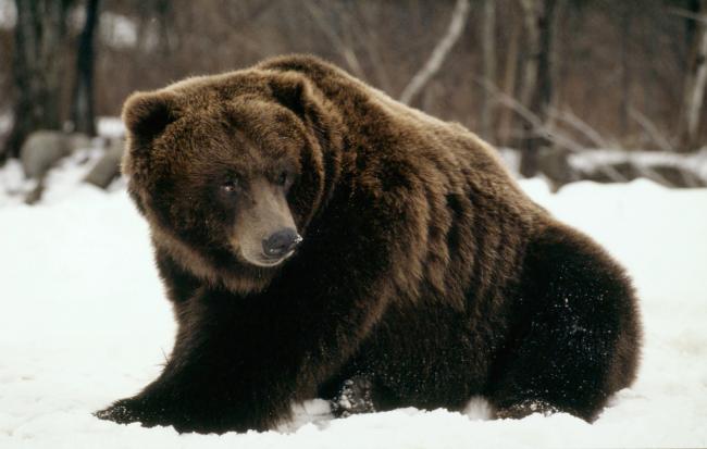 Grizzly bear