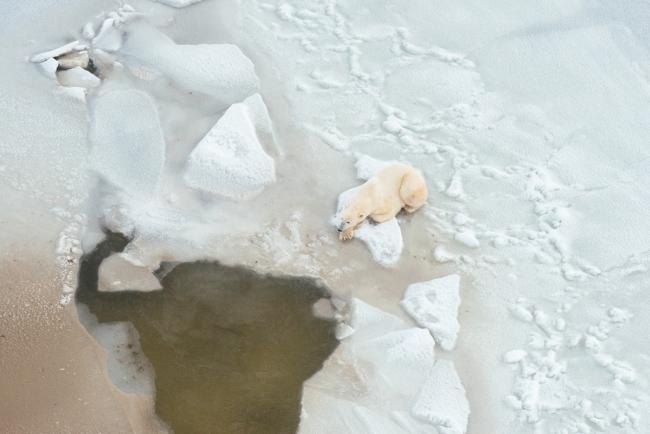 Polar bear waits by seal breathing hole