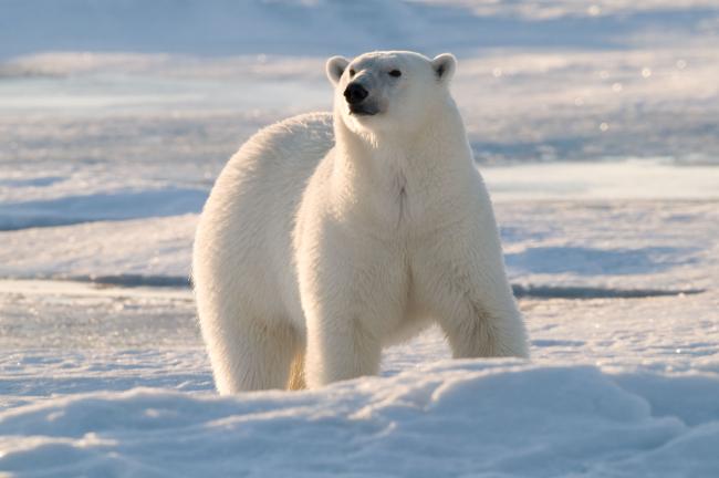 Male polar bear