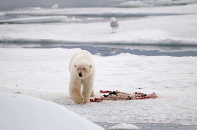 Polar bear hunt image