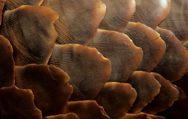 Pangolin scales