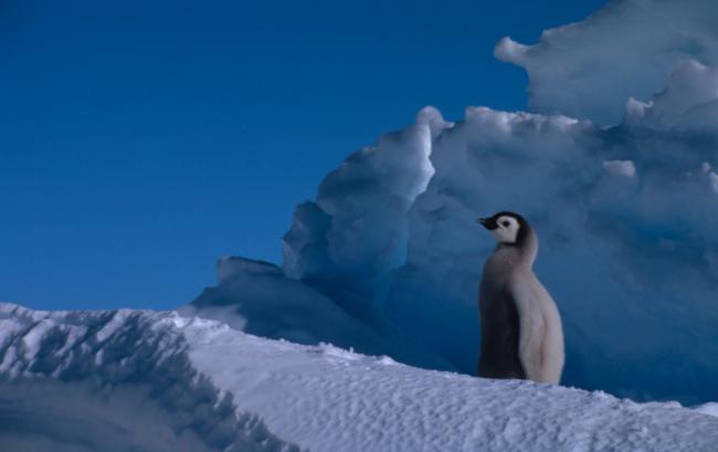Emperor penguin Chick Dawson-Lambton Glacier, Antarctica