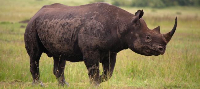 Black rhino