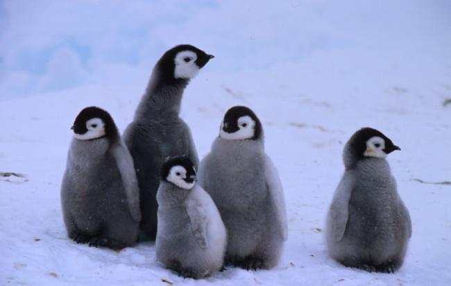 Five emperor penguin chicks