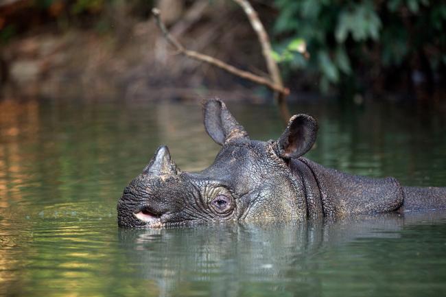 Javan rhino, Ujung Kulon National Park, Indonesia
