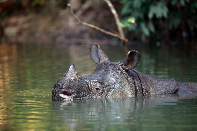 10 of the world's most endangered animals | WWF