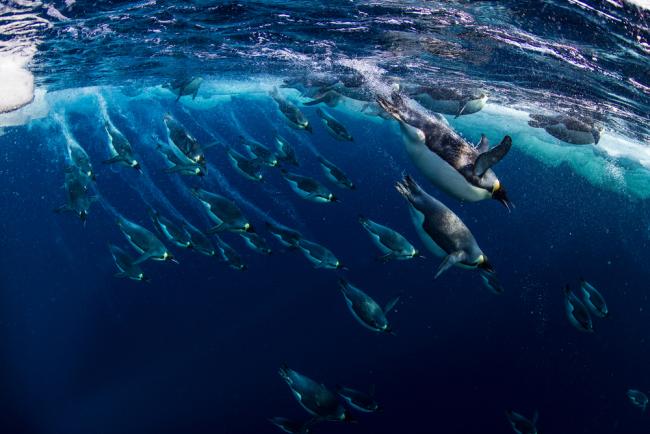 Emperor penguins (Aptenodytes forsteri) diving, Ross Sea, Antarctica. Picture taken from the Mario Zuchelli Base.