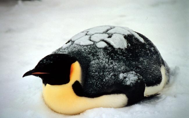 Emperor penguin lying down, Dawson-Lambton Glacier, Antarctica