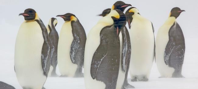 Emperor penguin adults in a snow storm