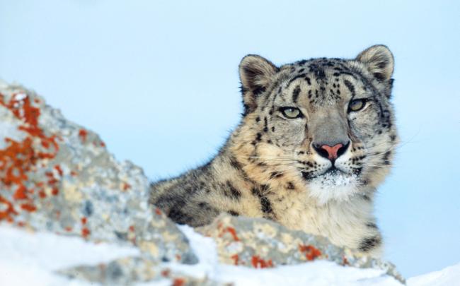 Uncia uncia Snow leopard Rocky Mountains in winter Montana, United States of America (A captive trained animal used for photography and filming) © Klein & Hubert / WWF