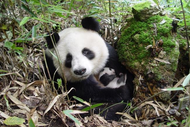 Panda Fact Sheet, Blog, Nature