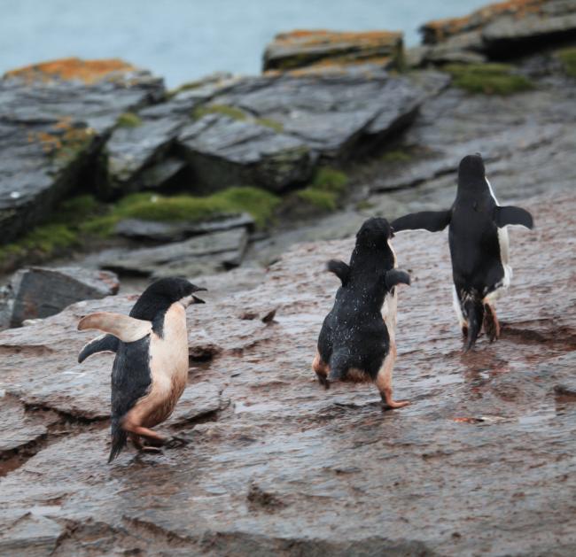 Adelie penguin chicks chase an adult for food