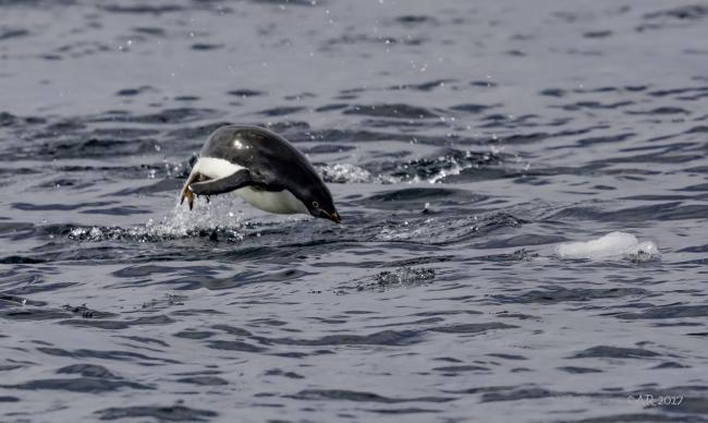 Adelie penguin jumping out of the water while swimming