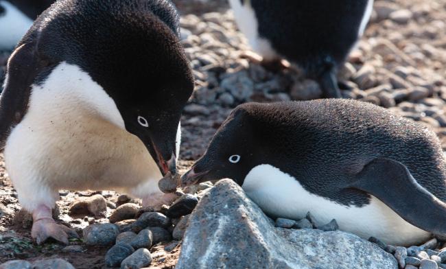 Adelie penguins nest building