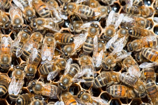 A beehive in Cockermouth, Cumbria, UK that has been infected and damaged by the Varroa destructor mite.