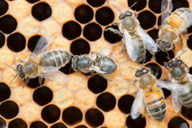 A beehive in Cockermouth, Cumbria, UK that has been infected and damaged by the Varroa destructor mite.