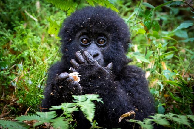 Baby gorilla eating