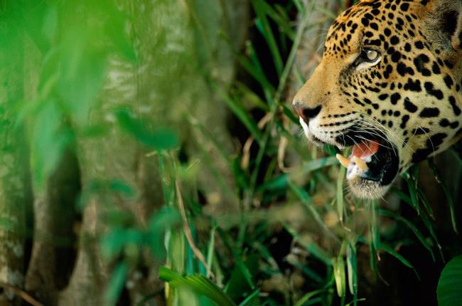 A Jaguar in Brazil