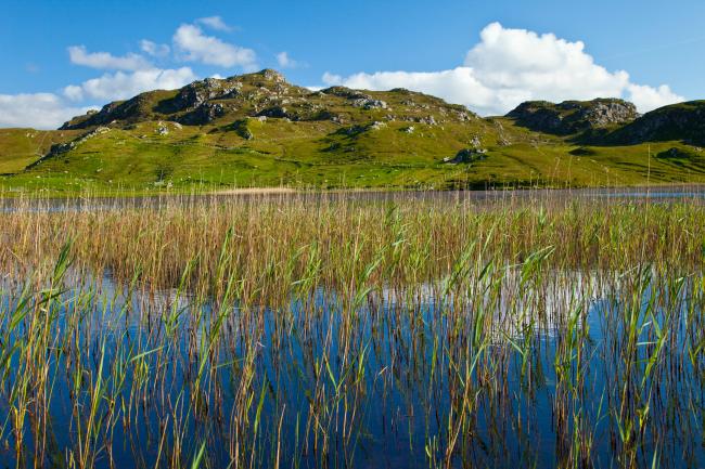 Freshwater pearl mussels are becoming extinct in lochs and rivers