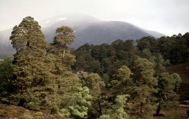 Native woodland now only covers 4% Scotland’s land