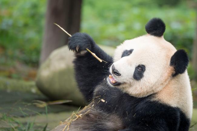 Portrait of a giant panda ( Ailuropoda melanoleuca ). Bifengxia Panda Base, Sichuan. China © Richard Barrett / WWF-UK
