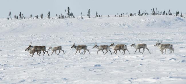 Reindeer herd, Canada 