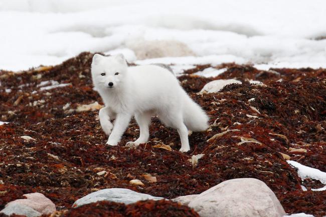 An Artic Fox wandering through the snow